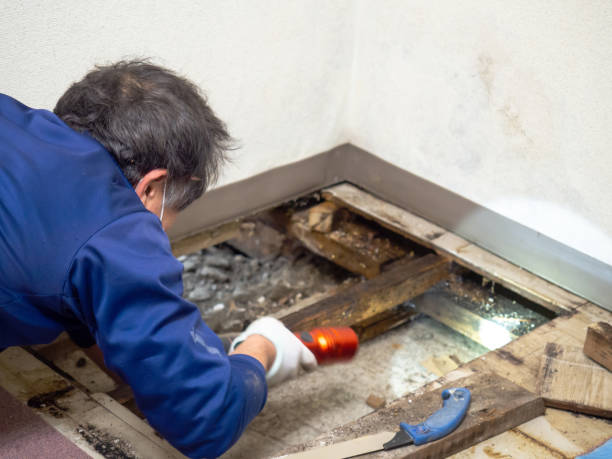 Best Mold Cleaning Services  in North Muskegon, MI