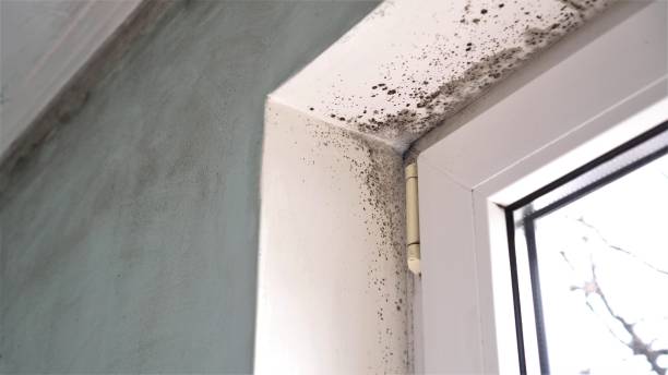 Mold Testing and Removal in North Muskegon, MI