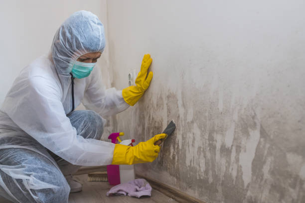 Best Commercial Mold Removal  in North Muskegon, MI
