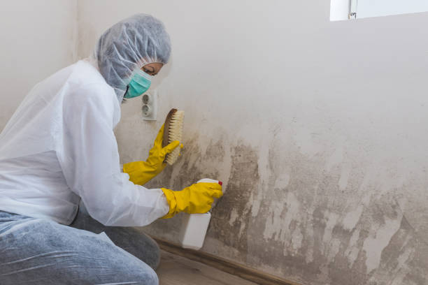 Best Fast Mold Removal  in North Muskegon, MI