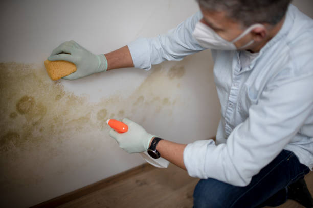 Best Mold Removal Near Me  in North Muskegon, MI