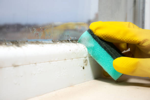 Best Emergency Mold Removal  in North Muskegon, MI