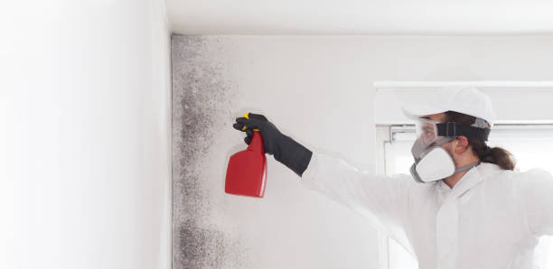 Professional Mold Removal in North Muskegon, MI