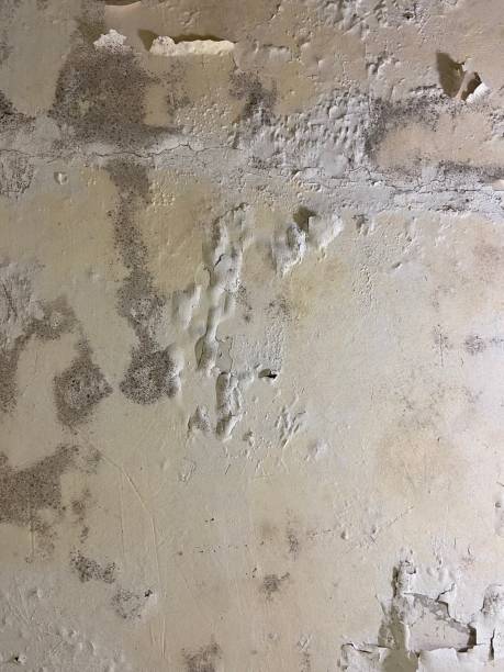 Best Home Mold Removal  in North Muskegon, MI