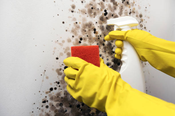 Attic Mold Removal in North Muskegon, MI