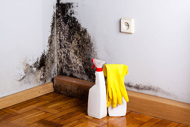 Best Residential Mold Removal  in North Muskegon, MI